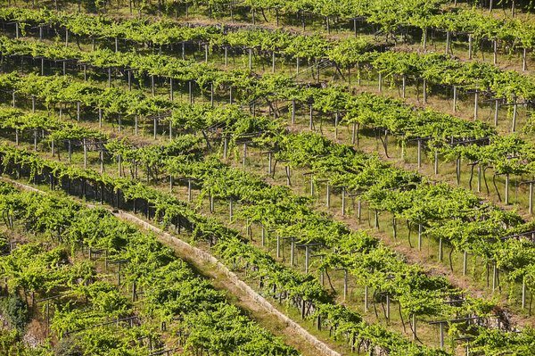 Quelle maison d'hôtes en Bourgogne offre une immersion dans la viticulture avec un vigneron?